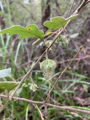Chorilaena quercifolia