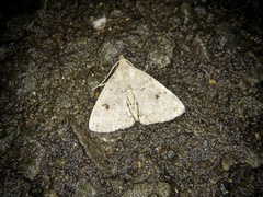 Sinarella rotundipennis