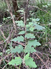 Chorilaena quercifolia