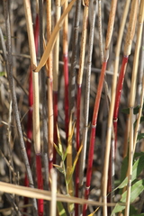 Phragmites australis americanus