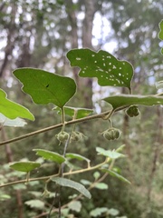 Chorilaena quercifolia