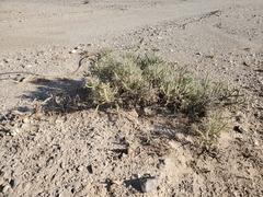 Cylindropuntia ramosissima