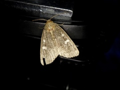 Acosmetia biguttula