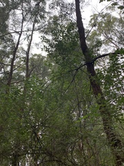 Chorilaena quercifolia