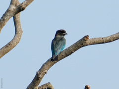 Eurystomus orientalis