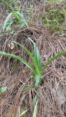 Eryngium proteiflorum