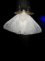 Arctornis kumatai