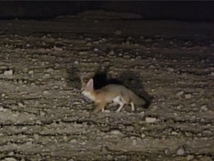 Vulpes macrotis