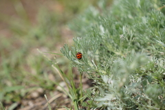 Hippodamia expurgata