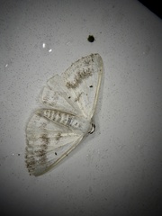 Lomographa temerata