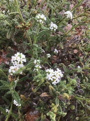 Heliotropium asperrimum