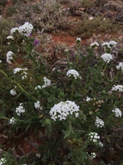 Heliotropium asperrimum