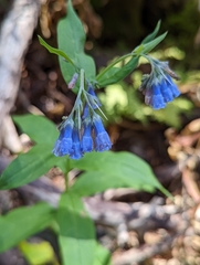 Mertensia