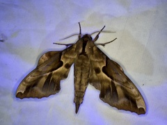 Phyllosphingia dissimilis