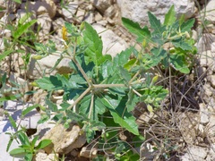 Mentzelia oligosperma