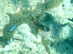 Entacmaea quadricolor