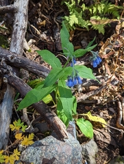 Mertensia