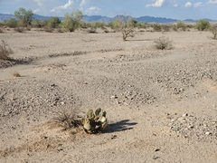 Opuntia basilaris basilaris