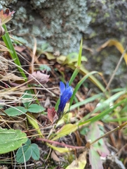 Gentianopsis barbellata
