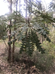 Banksia grandis