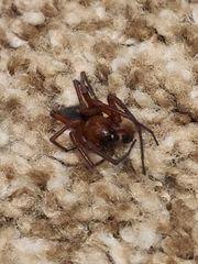 Callobius severus