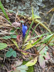 Gentianopsis barbellata