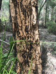 Allocasuarina decussata