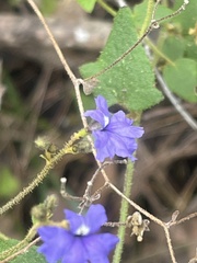 Dampiera hederacea