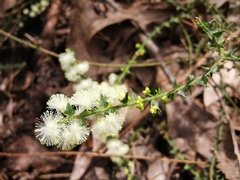 Phyllodineae
