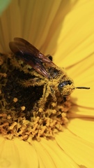 Xanthocampsomeris limosa