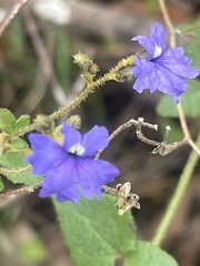 Dampiera hederacea