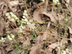Phyllodineae
