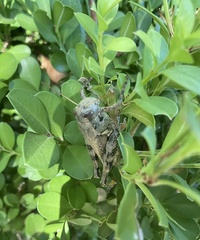 Melanoplus ponderosus