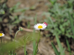 Erigeron