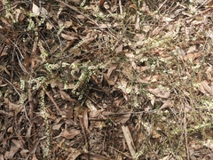 Phyllodineae