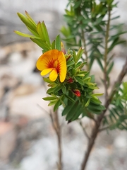 Bossiaea