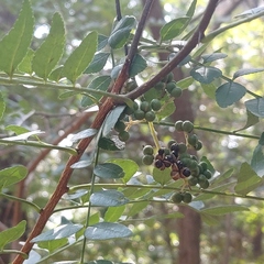 Zanthoxylum schinifolium