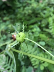 Cyclocodon lancifolius