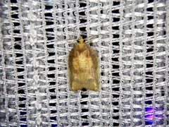 Acleris pulchella