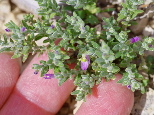 Image of Hebecarpa macradenia by (c) Michelle W. （鍾偉瑋）, some rights reserved (CC BY)