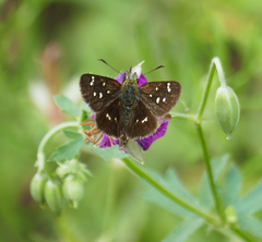 Piruna polingii