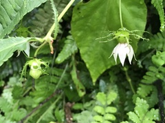 Cyclocodon lancifolius