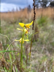 Diuris sulphurea