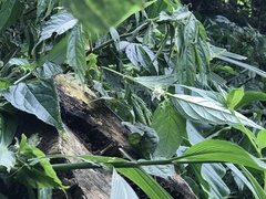 Cyclocodon lancifolius