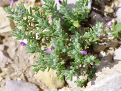 Hebecarpa macradenia