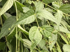 Cyclocodon lancifolius