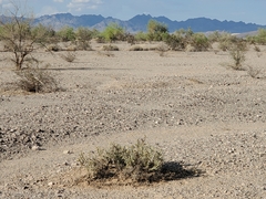 Cylindropuntia ramosissima