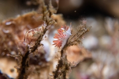 Coryphella trilineata