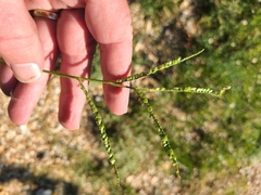 Paspalum pubiflorum glabrum