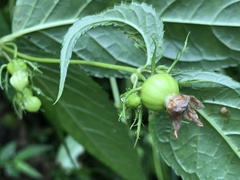 Cyclocodon lancifolius